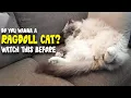 Download Lagu Ragdoll Cat: 10 Fascinating Facts You Should Know