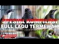Download Lagu MASTERAN KOMPILASI AUDIO JERNIH SRIGUNTING ABU VS CENDET VS CUCAK CUNGKOK FULL POWER MELENGKING