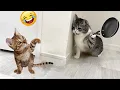 Download Lagu Momentos Superdivertidos con Animales 🤣 #7 | Videos de Mascotas Divertidísimos y Tiernos