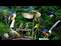 Download Lagu LUAR BIASA SUARA BURUNG DI HUTAN INI || BISA BUAT RELAKSASI PIKIRAN.