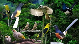 luar biasa suara burung di hutan ini bisa buat relaksasi pikiran 