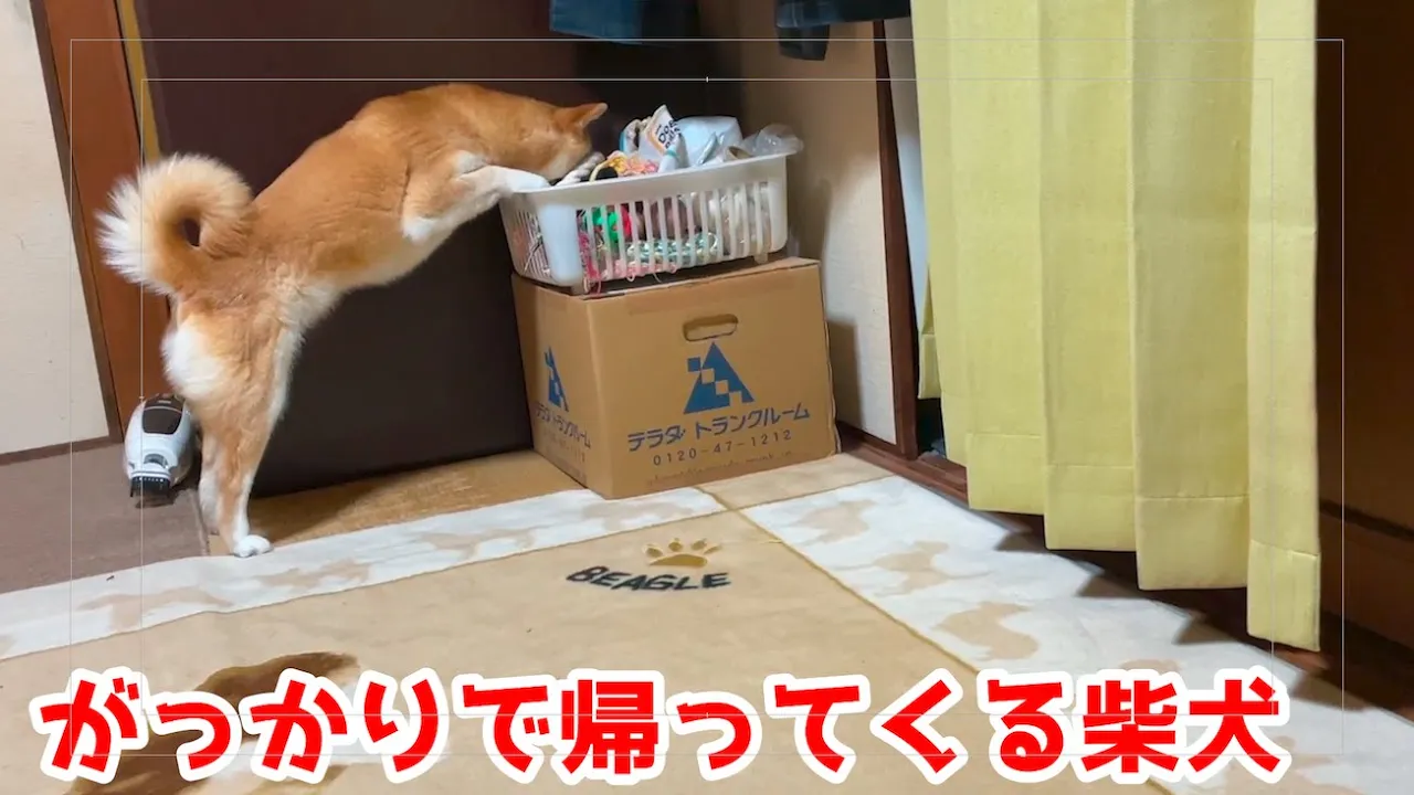 目當てのおもちゃがなくて少ししょんぼりしてる柴犬
