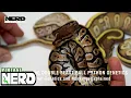 Understanding Double Beast Ball Python Genetics-Ball Python Genetics and Markings Explained