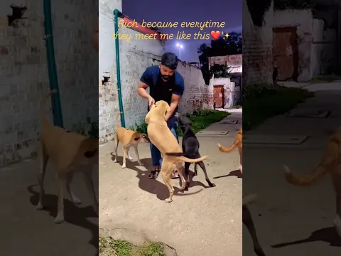 A special bond of loyalty and love🥹❤️🥰/#emotional #shorts #love #dogs #youtubeshorts #viralshorts