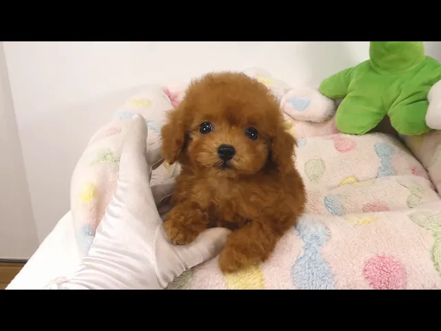 動画