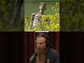 Download Lagu What To eat If The Apocalypse Starts | Joe Rogan