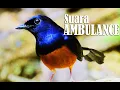 Download Lagu Isian Murai Batu Suara Ambulance,dan Berbagai Jenis Varian Terbaik - #MasteranMurai
