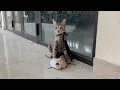 Download Lagu Ze zat daar zwijgend en beschermde haar pasgeboren kittens... Ik kon toch niet zomaar weglopen?