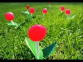 Lollipop by The Chordettes- Lyrics