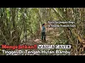 Download Lagu Rumah Wanita Cantik Di Hutan Bambu Hidup Menyendiri Tanpa Tetangga Bareng Macan Pembawa M4Y4T