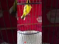 Download Lagu Sogon Isian Kenari #shorts #bird #sogon #kenari