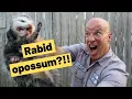 Do opossums get rabies
