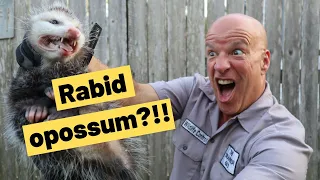 Do opossums get rabies