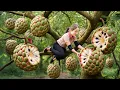 Lagu Harvesting Rare Giant Wild Custard Apples From Forest | Discovery Of New Custard Apple Variety