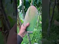 Download Lagu Mangga kiojay Super Jumbo #manggakyojay #mangga #berkebun