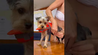 For everything else there’s MasterCard 💳 #sailingbyefelicia #yorkie #puppy @mastercard #parody