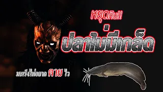 คนที่เป็นมะเร็งควรหลีกเลี่ยงการกินเนื้อสัตว์หรือไม่