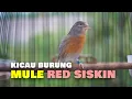 Download Lagu KICAU BURUNG MULE RED SISKIN