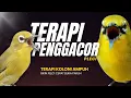 Download Lagu Terapi PENGGACOR Pleci Paling Ampuh Agar Pleci Buka Paruh | Terapi Pleci Koloni Terbaru