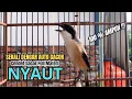 Download Lagu burung cendet gacor NARUNG BONGKAR MATERI PANCINGAN CENDET AGAR BUNYI bikin BURUNG PENTET GACOR 