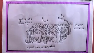 how to draw cell membrane step by membrane easy drawing