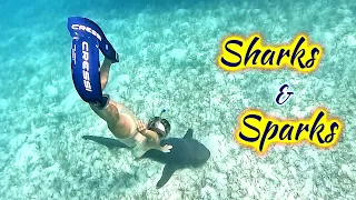 SDA208 Diving with Sharks & Powering Up Dark Angel