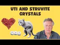 Holistic Treatment for Struvite Crystals and UTIs in Dogs and Cats