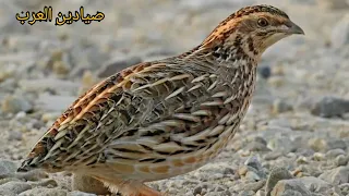 صوت سمان الأصلي  سمان  صوت سمان دندنها