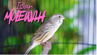 kenari jambul mewah idaman masteran kenari isian blackthroat gacor suara jernih mudah ditiru