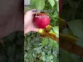 Download Lagu Grow a Garden IRL 🍎#roblox #growagarden #robloxmemes #viral #shorts
