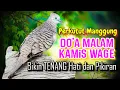 Suara Merdu Perkutut Lokal Alam !! Diiringi DO'A Malam KAMiS WAGE Bikin Tenang HATi dan Pikiran !!