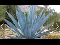 Como Yo Preparo El Jugo De Maguey O Agave Azul