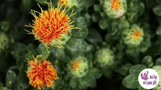 الفرق بين الزعفران والعصفر 