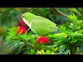 🐦 Relaxing Piano &  Birdsong | Peaceful Nature Sounds for Deep Relaxation & Sleep | 2026