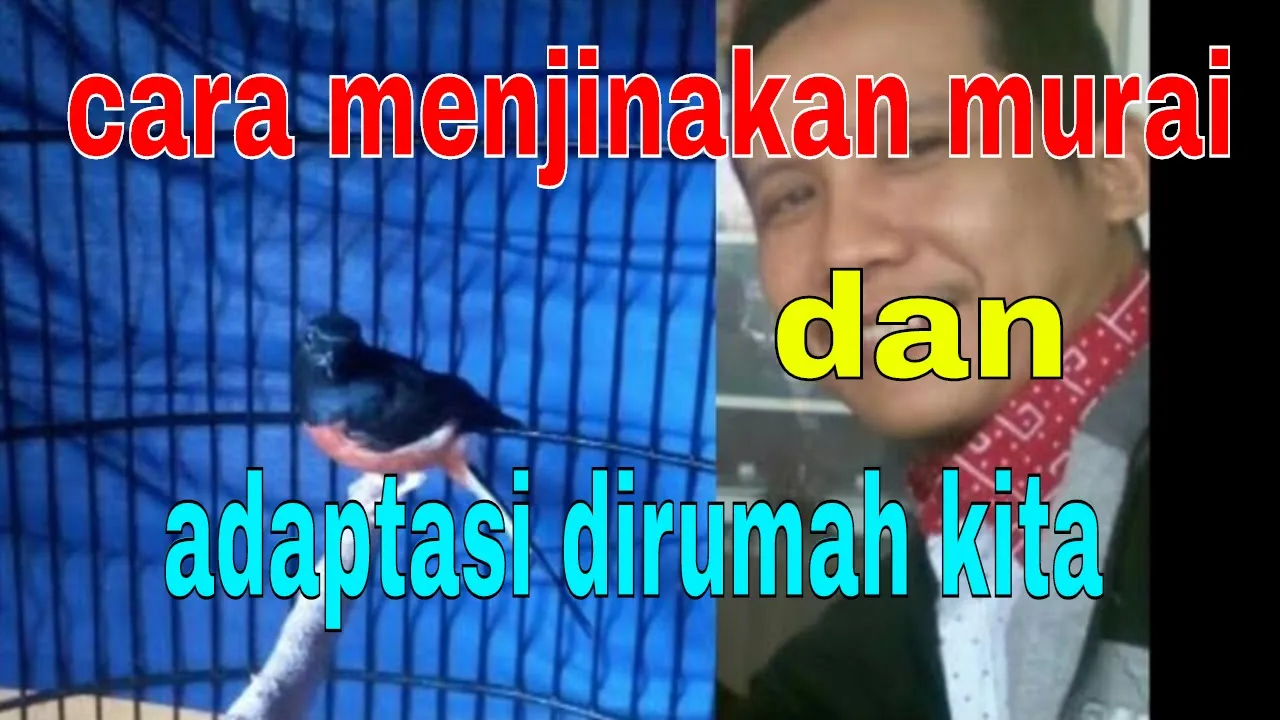 PENYEBAB KEGAGALAN TERNAK MURAI BATU Banyak Orang Lupa Hal Ini