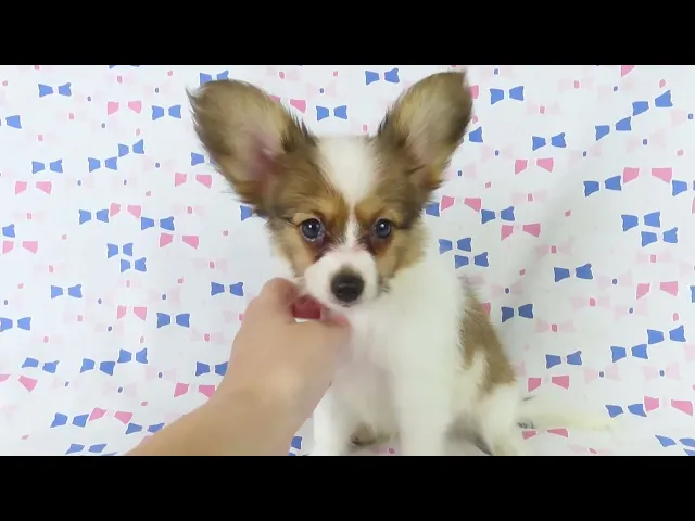 動画