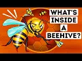 Download Lagu What You'd See If You Could Walk Into a Beehive