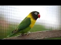 Download Lagu Lovebird ngekek konslet mangap tapi santai