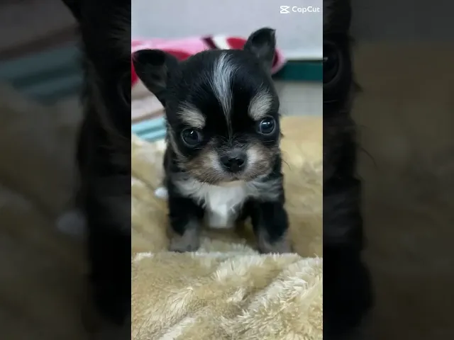 動画