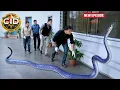 Download Lagu शादी वाले घर में खतरनाक सांप का आतंक! CID टीम ने क्या किया ? CID 2.0 | New Season | Full Episode