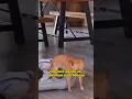 Download Lagu Anjing vs Kucing : demi tempat tidur