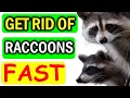 7 Natural Raccoon Deterrents to Send Raccoons Packing