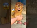 Download Lagu Food time 😱😡#lion #tiger #zoo #animals #wildliferescue  #lion #sohailbiganimals #shortvideo