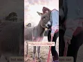 Download Lagu This woman rescued a baby donkey that followed her home and then...