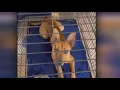 Local animal shelter seeks public s help