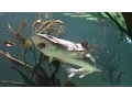 Download Lagu Dierentuin Artis Amsterdam (21) Haaien en Roggen