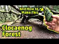 Download Lagu Clocaenog Forest, in the Rain (and How to Make a Rush Dolly)