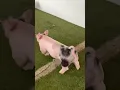 XG 2-1 - Showpig com