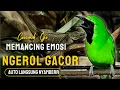 Download Lagu Cucak ijo gacor panjang Cuit Cuit EMOSI, Pancingan cucak ijo Belajar Bunyi, terapi AMPUH