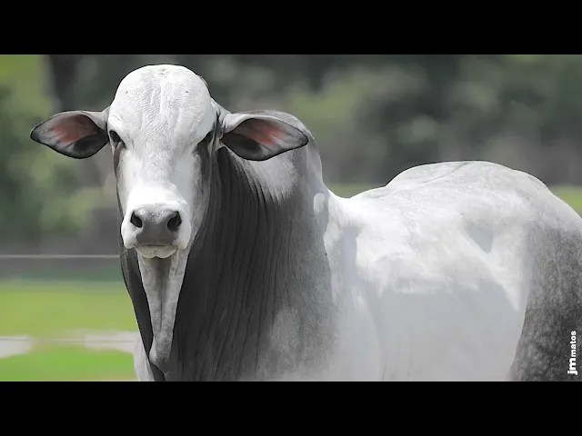 Touro Nelore AFOM - 4609